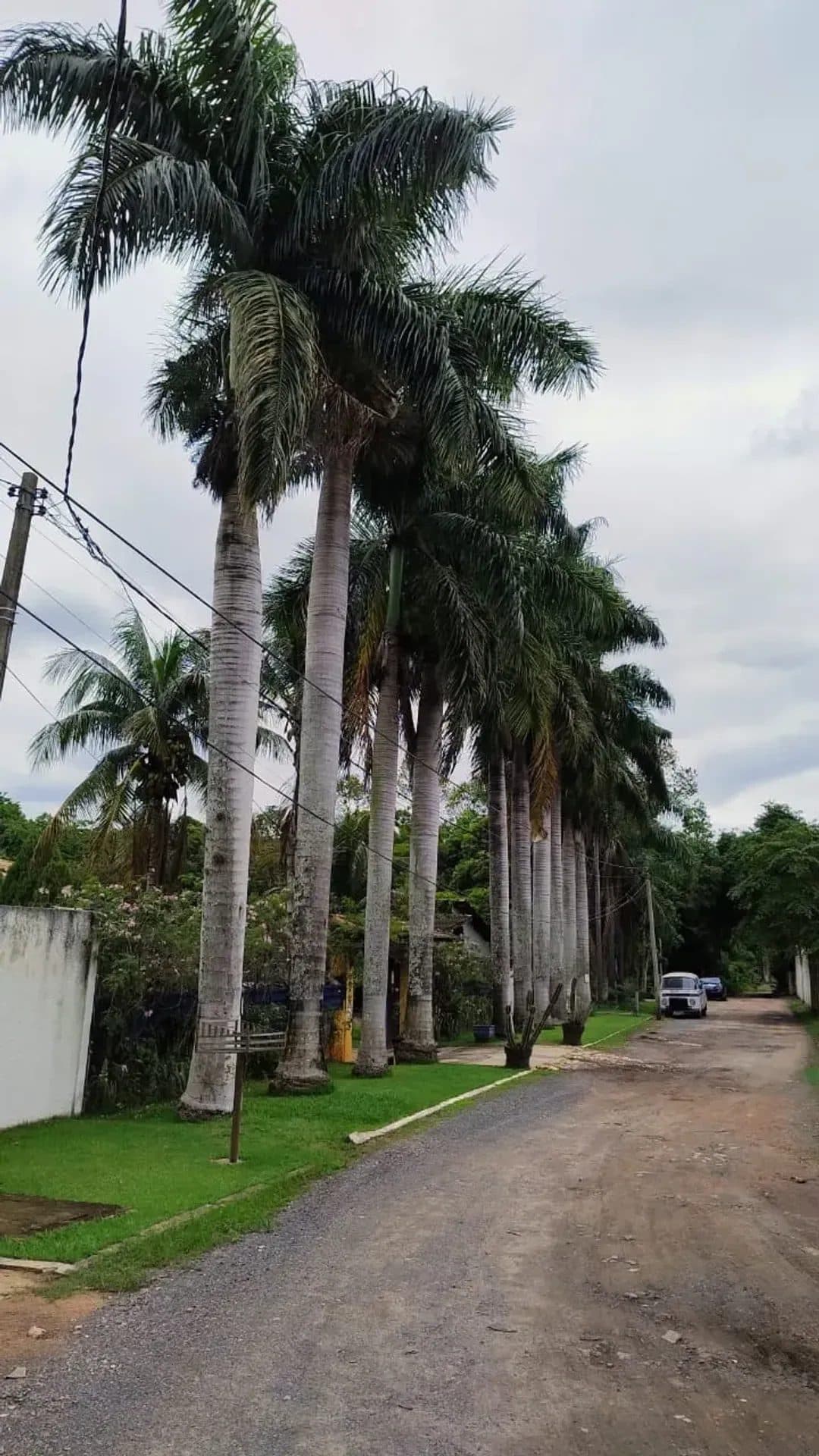 Vista externa da entrada do sítio com fileira de palmeiras imperiais e estrada de terra.