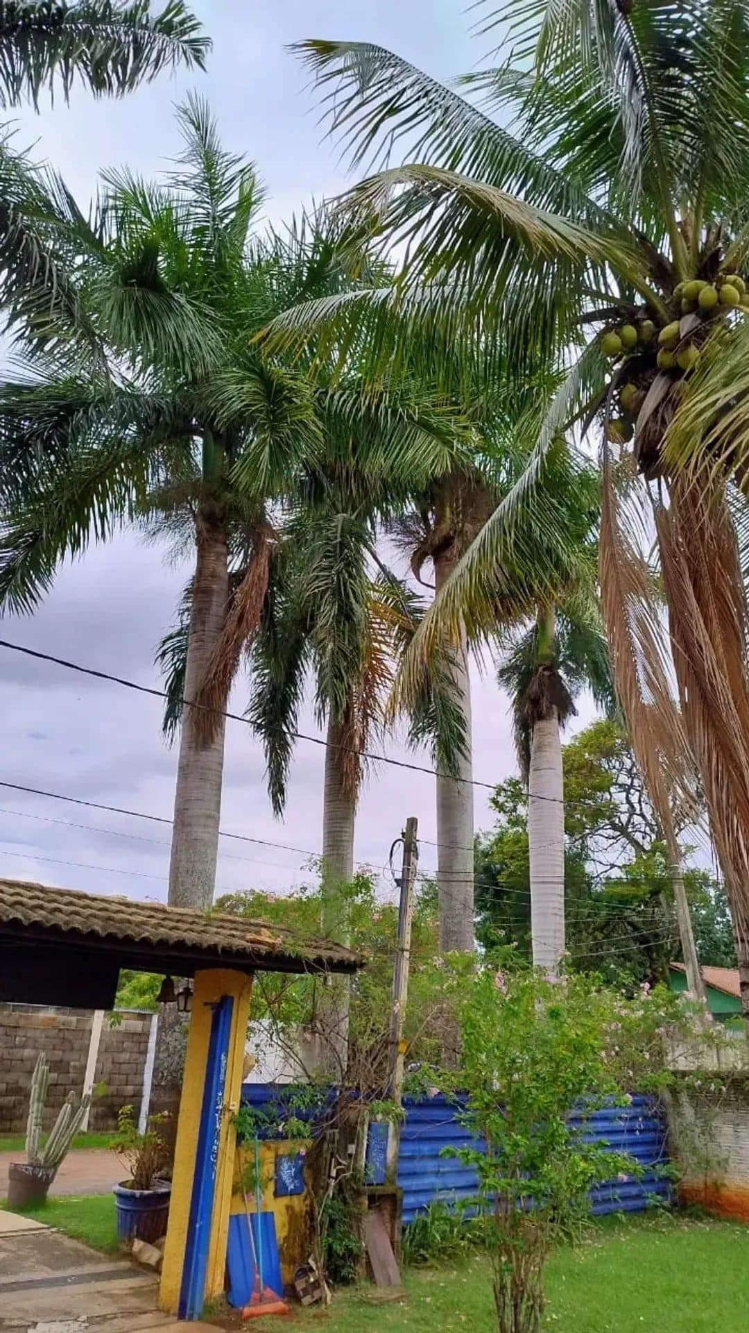 Detalhe da entrada do sítio com palmeiras, vegetação e estrutura de telhado.
