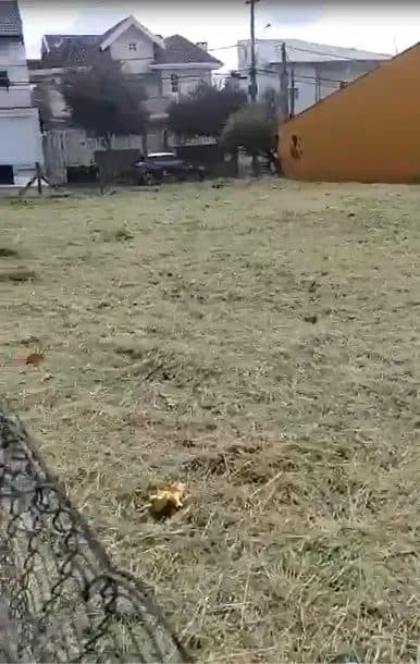 Terreno com vegetação rasteira, cercado por alambrado e casas ao fundo.